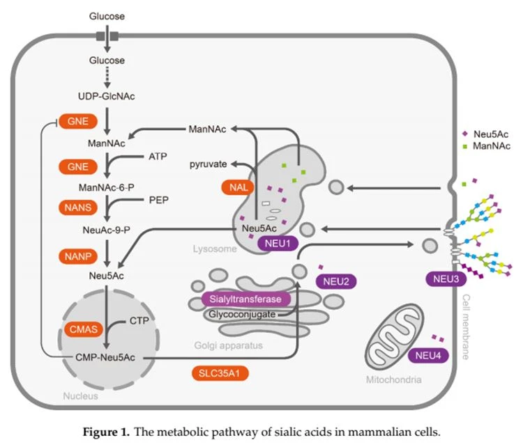 Metabolic pathway of Sialic acid