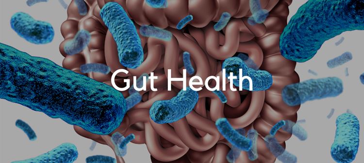 Gut Health