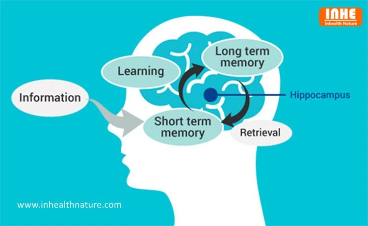 Sialic Acid 98% Powder Benefits on Cognitive Performance