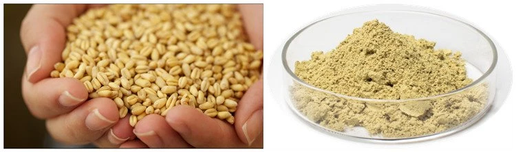 Extract from Wheat Germ