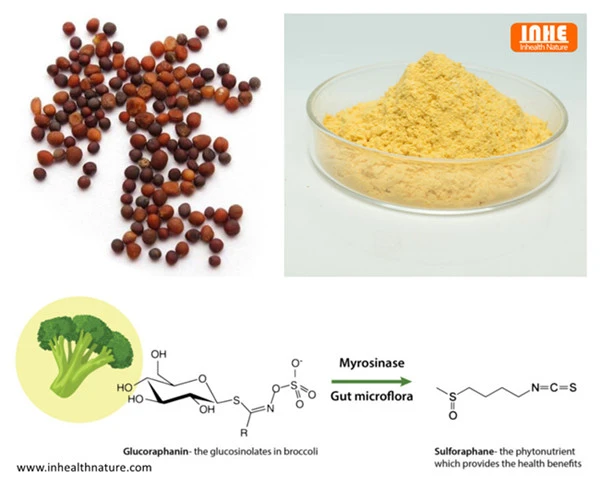 product-600-486 Glucoraphanin Powder and Conversion of Glucoraphanin into Sulforaphane
