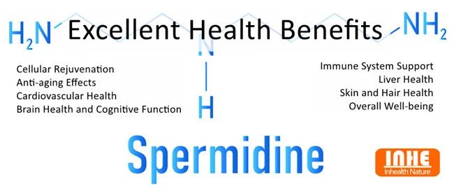 Excellent Health Benefits of Spermidine Powder