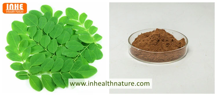 Moringa Leaf Extract Powder