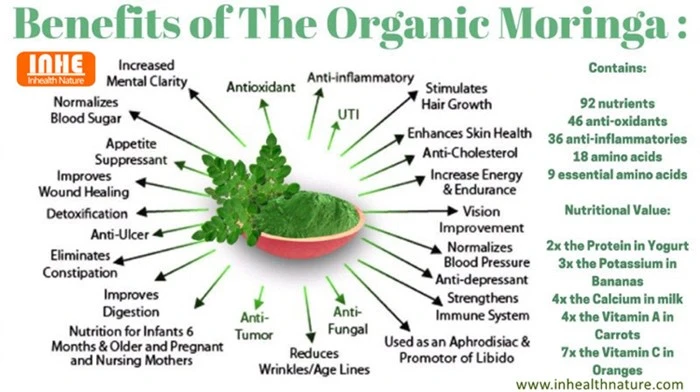 Health Benefits of Moringa Leaf Extract Powder