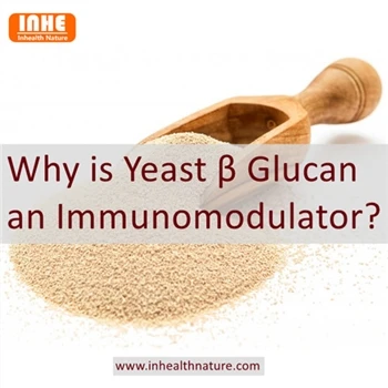 Maya Glukan Neden Bir İmmünomodülatördür?
