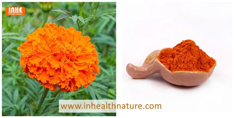 Marigold and Lutein and Zeaxanthin Powder Marigold and Lutein and Zeaxanthin Powder