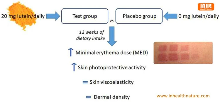 Seeking Natural Protection for Your Skin Try Lutein and Zeaxanthin Powder Seeking Natural Protection for Your Skin Try Lutein and Zeaxanthin Powder