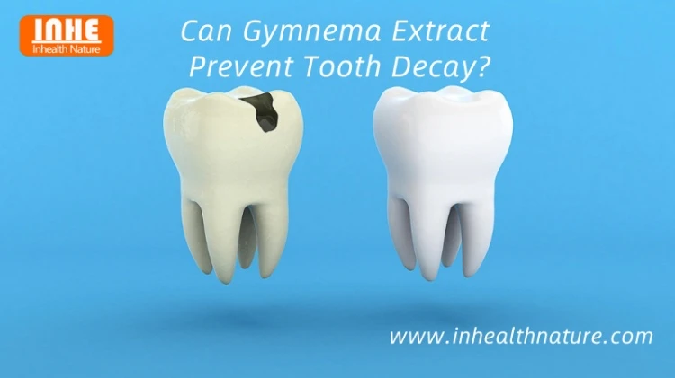 Can Gymnema Extract Prevent Tooth Decay Can Gymnema Extract Prevent Tooth Decay